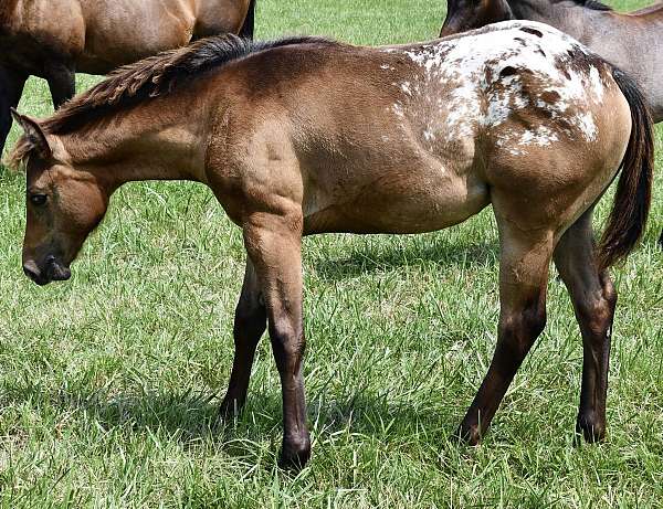 hunter-jum-filly