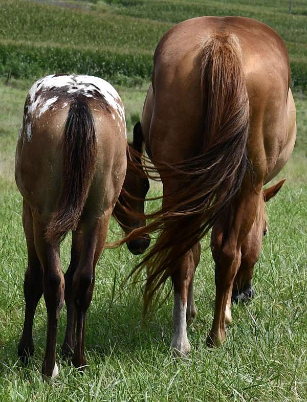 hunter-jum-horse