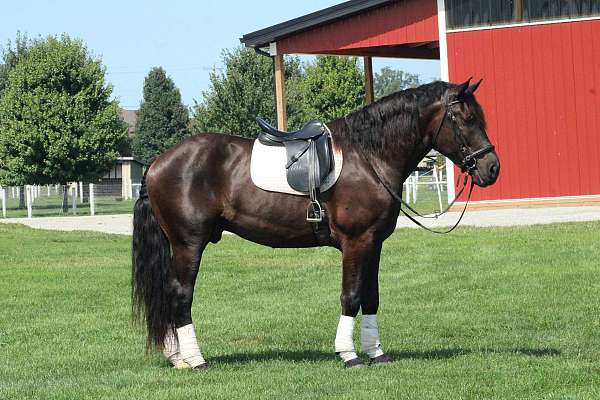 horses-forsale-draft