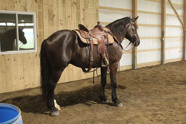 horses-forsale