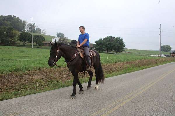 beautiful-draft-horses