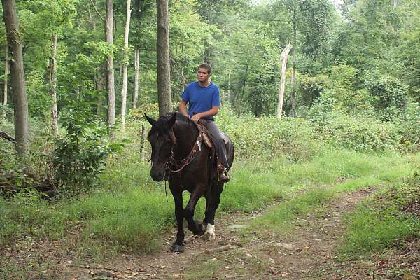 great-trail-horse-draft