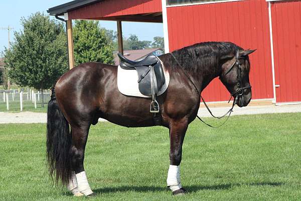 beginner-draft-horse