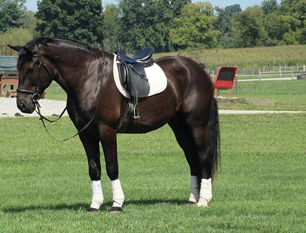cross-draft-horse