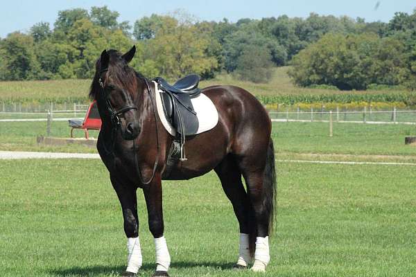 draft-horse