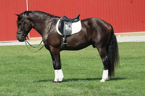 husband-safe-draft-horse