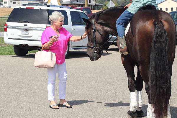 lesson-draft-horse