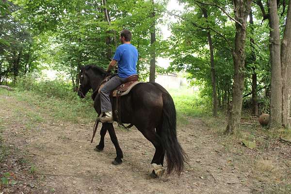 mounted-patrol-draft-horse