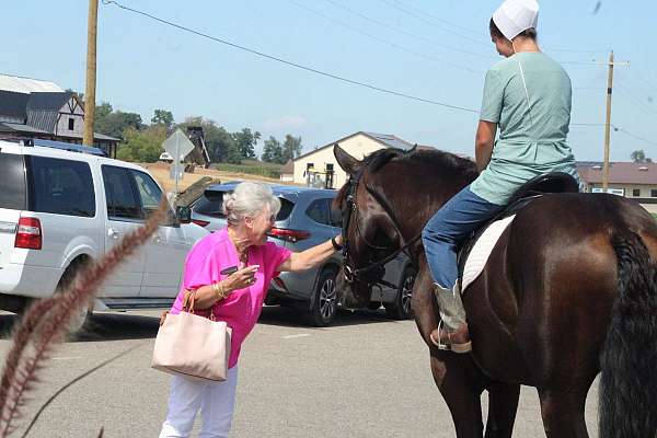 parade-draft-horse