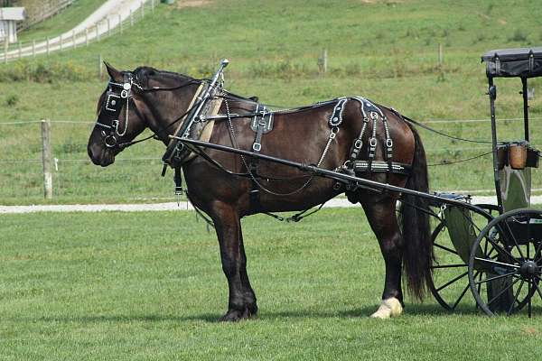 all-around-draft-horse
