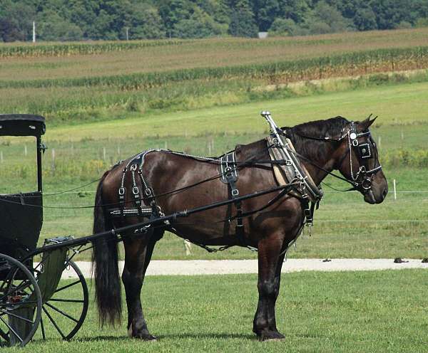 companion-draft-horse
