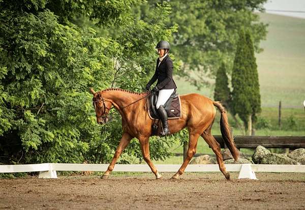 chestnut-thoroughbred-gelding