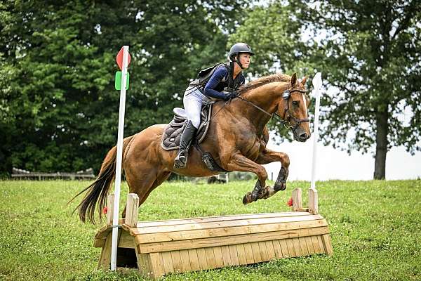 chestnut-jc-gelding