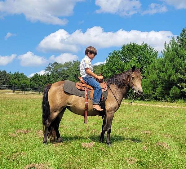 buckskin-pony-welsh-pony-mare