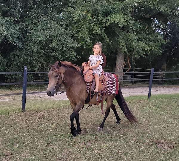 buckskin-welsh-pony-mare