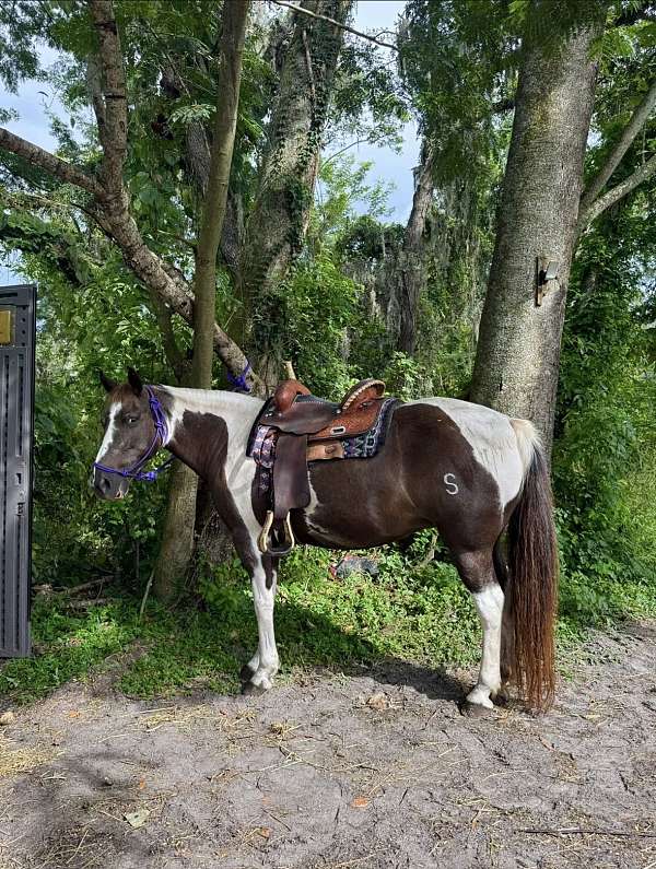 all-around-spotted-saddle-pony