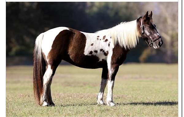 ridden-english-spotted-saddle-pony