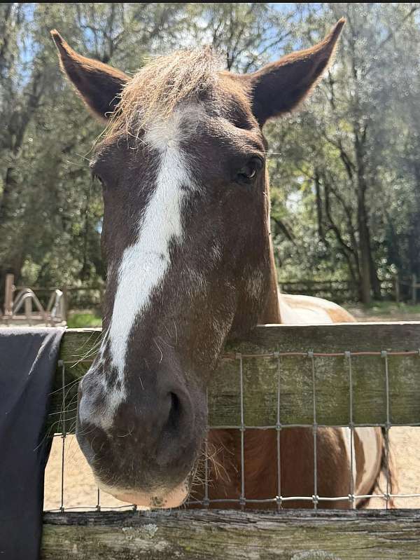 trail-riding-spotted-pony