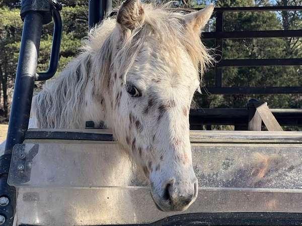 amateur-friendly-appaloosa-pony