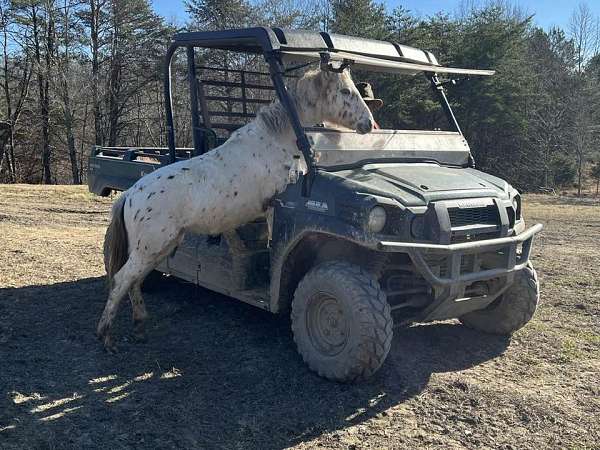 arabian-appaloosa-pony