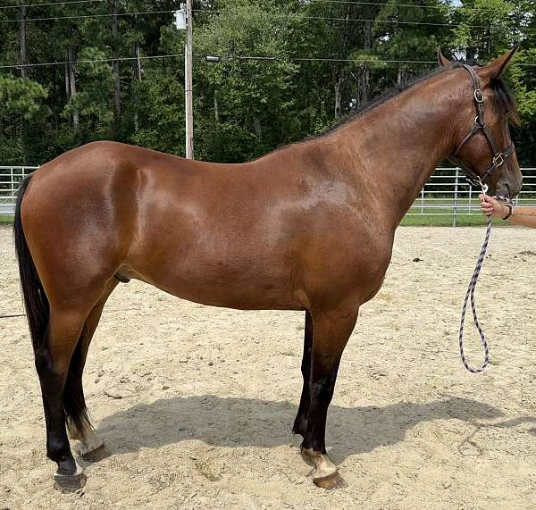 bay-gelding-for-sale
