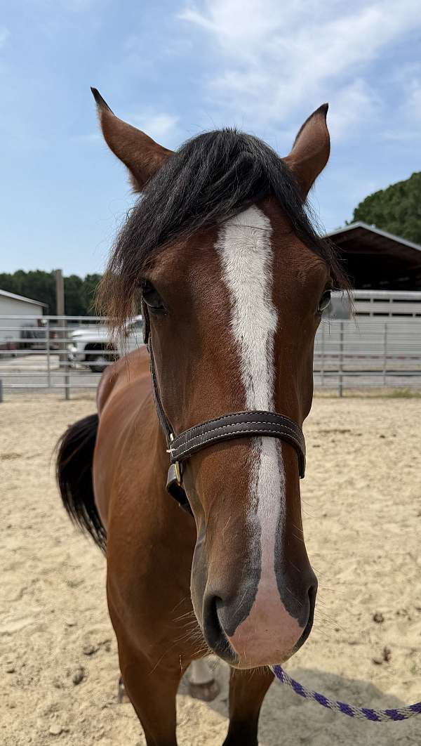 15-hand-draft-gelding