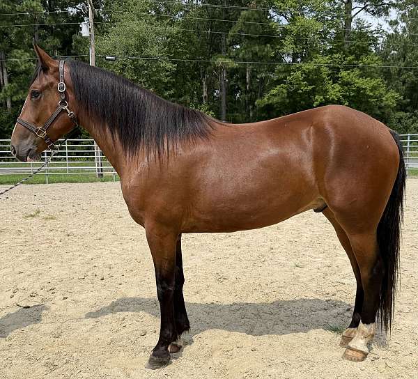 bay-draft-gelding
