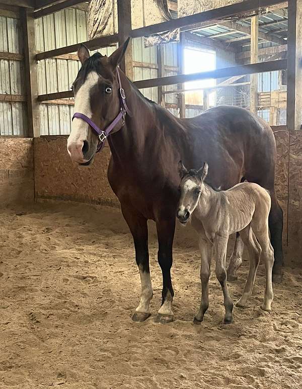 lethal-white-broodmare