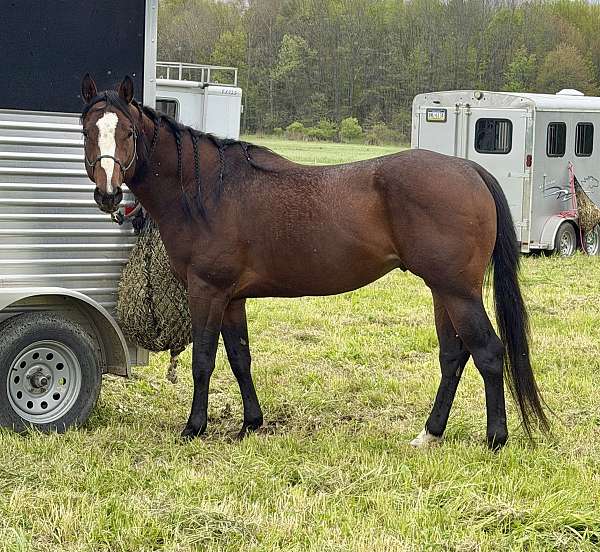 bay-overo-apha-broodmare