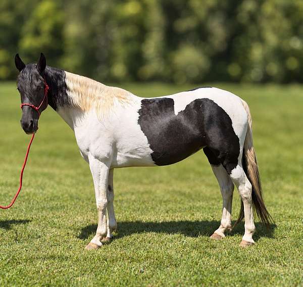 gaited-tobiano-tennessee-walking-horse