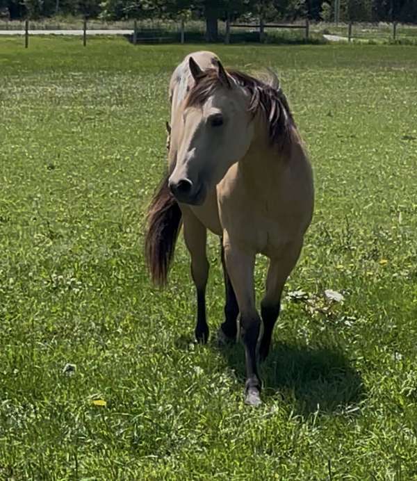halter-quarter-horse