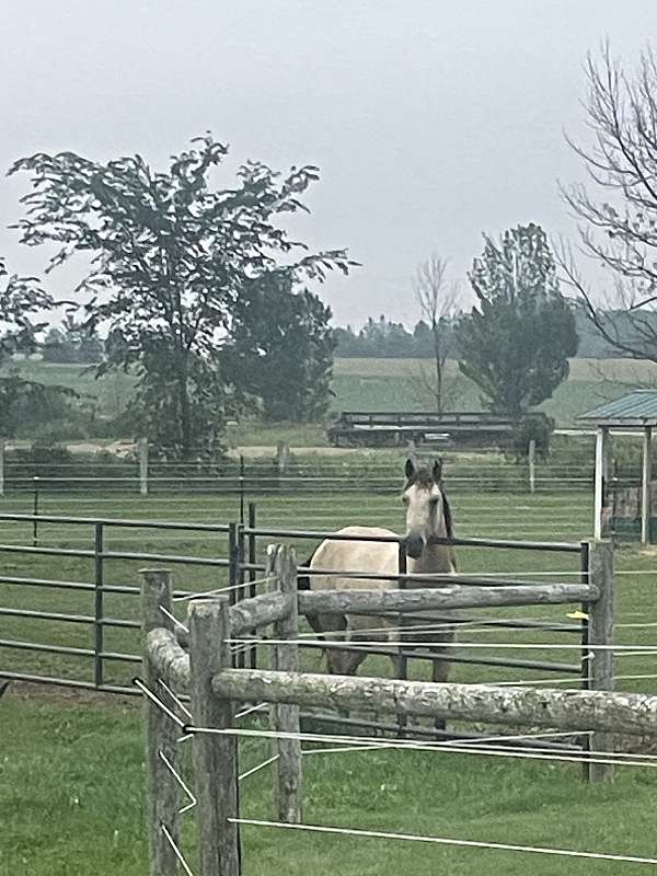 buckskin-quarter-horse-filly