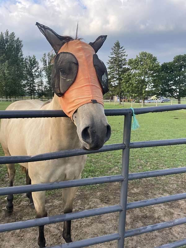 buckskin-halter-horse