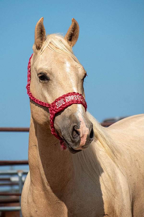 palomino-quarter-horse-gelding