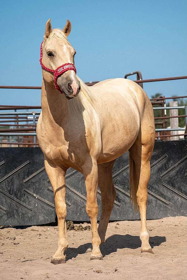 palomino-gelding-for-sale