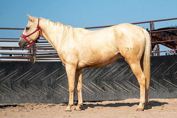 15-hand-quarter-horse-gelding