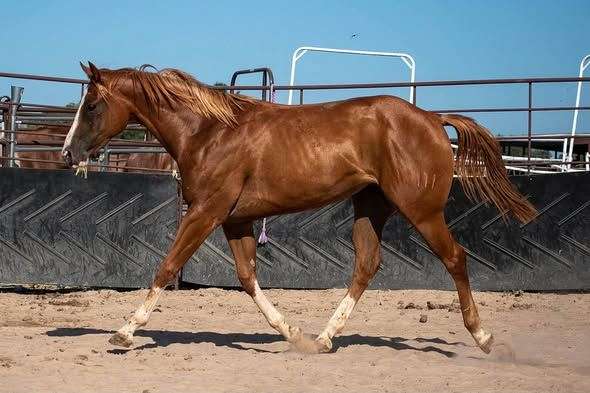 sorrel-quarter-horse-filly