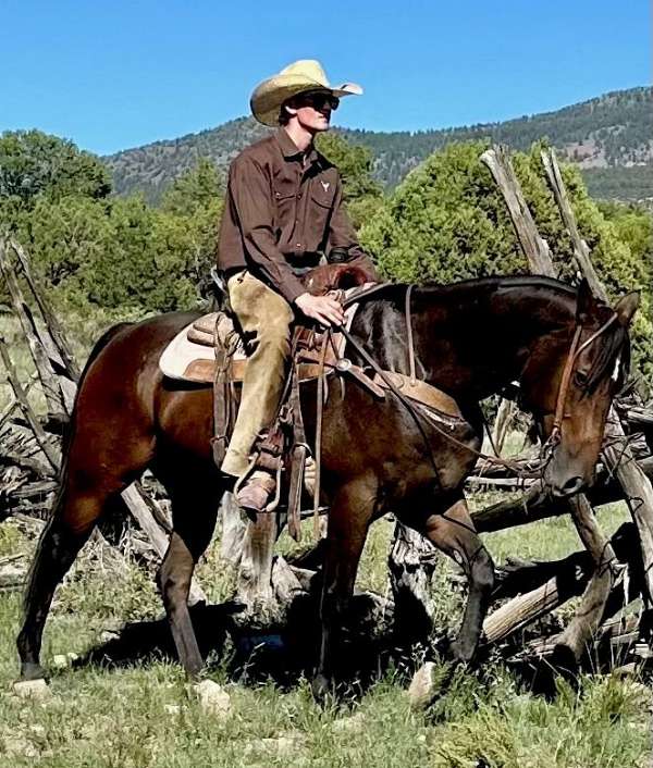 all-around-quarter-horse