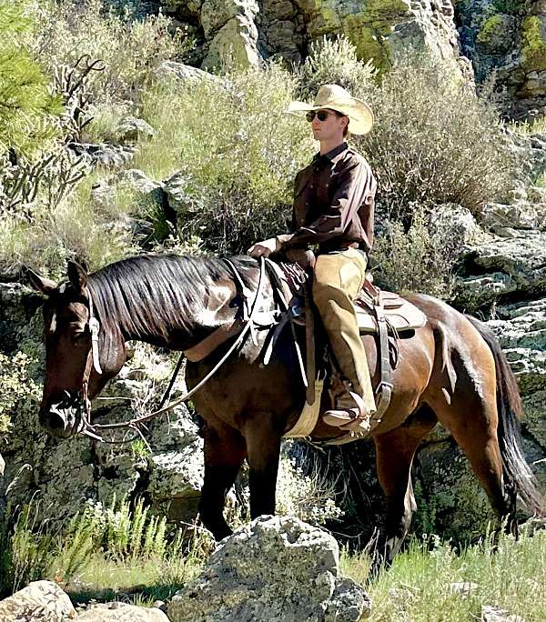 finished-quarter-horse