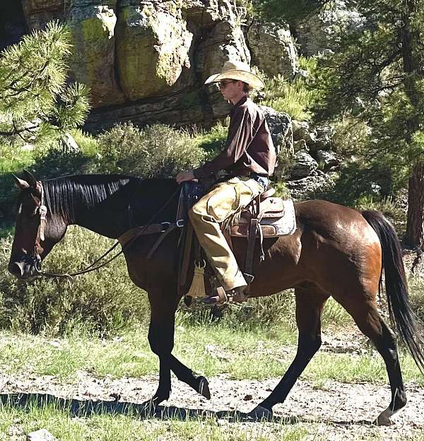 husband-safe-quarter-horse