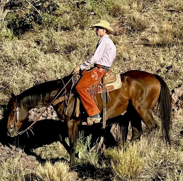 parade-quarter-horse