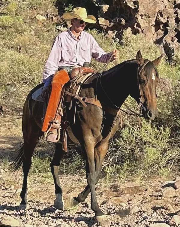 ranch-quarter-horse