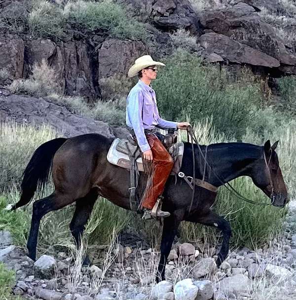 ranch-work-quarter-horse