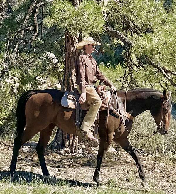 trail-quarter-horse