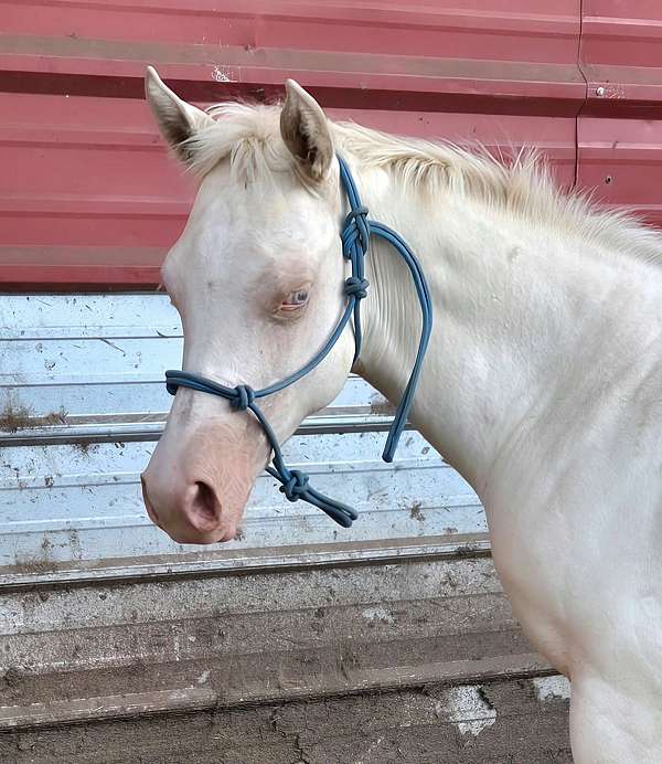 all-around-quarter-horse