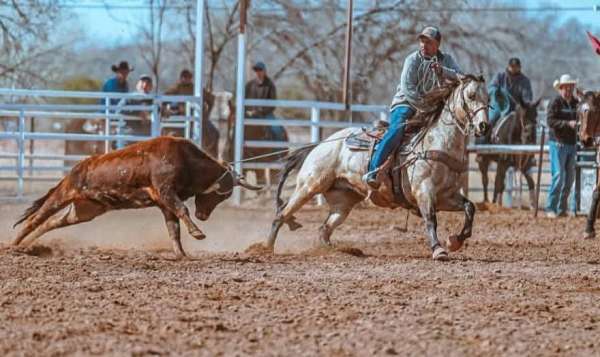 athletic-quarter-horse