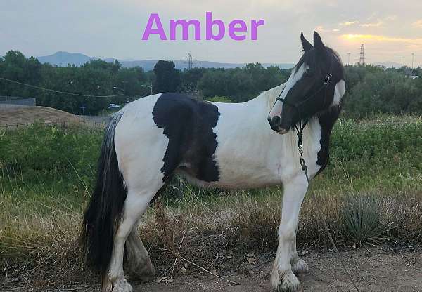 piebald-pack-horse