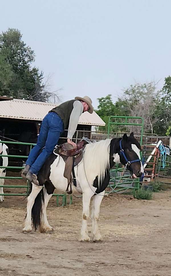 piebald-sidesaddle-horse