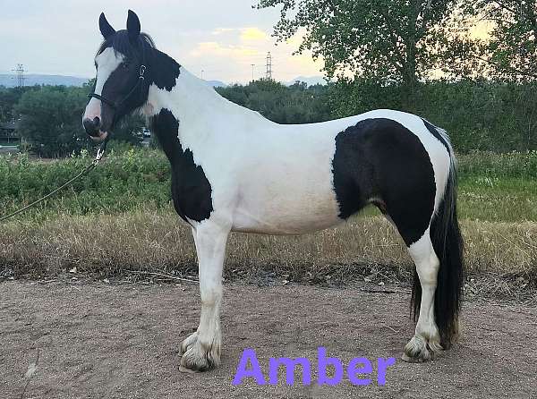 barrel-gypsy-vanner-horse