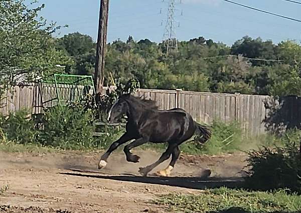 sidesaddle-shire-horse
